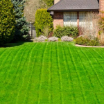 How to make your lawn nice-looking this year?
