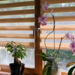 How Window Blinds Can Complement Your Décor