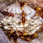 How to Locate a Covered Wasp Nest -Practical Approach and Inside Tips!