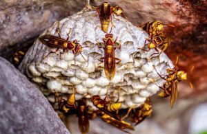 How to Locate a Covered Wasp Nest -Practical Approach and Inside Tips!